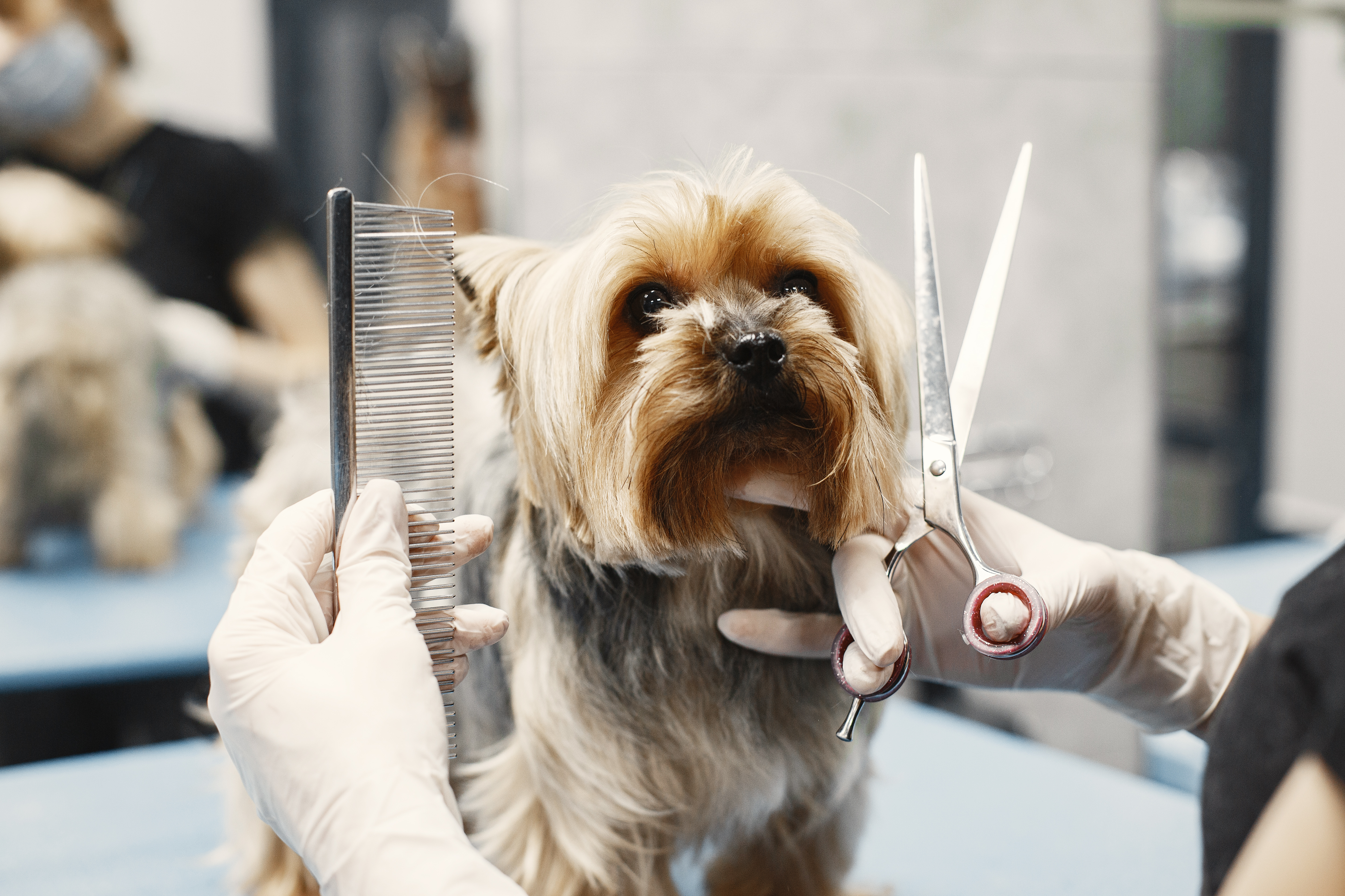 Double Coated Dog Breeds: Grooming Help and Advice